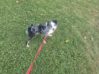 Apollo , a male Toy Australian Shepherd for sale in Coldwater, MI – 7 of 7