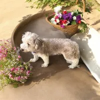 Beauty , a female Havanese and Toy Australian Shepherd for sale in Coldwater, MI – 3 of 3