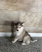 Bernice, a female Pomsky for sale in Coldwater, MI – Photo 1 of 2