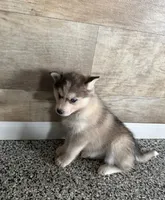 Bernice, a female Pomsky for sale in Coldwater, MI – Photo 2 of 2