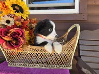 Ace, a male Toy Australian Shepherd for sale in Coldwater, MI – 3 of 5