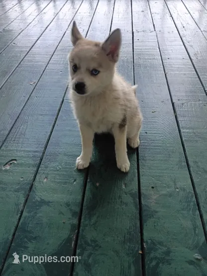 Winston  – Pomsky puppy for sale in Coldwater, MI
