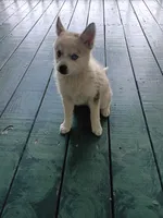 Winston , a male Pomsky for sale in Coldwater, MI – 1 of 3