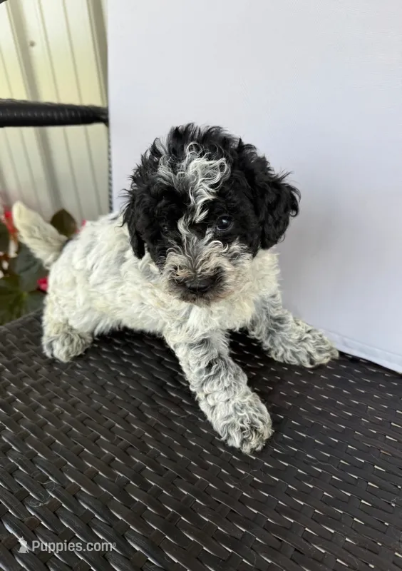 Marshall – Poodle - Toy , Miniature Aussiedoodle puppy for sale in Coldwater, MI