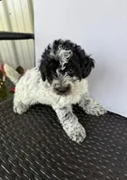 Marshall, a male Poodle - Toy  and Miniature Aussiedoodle for sale in Coldwater, MI – 1 of 1