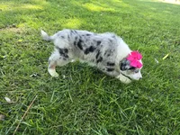 Maria, a female Toy Australian Shepherd for sale in Coldwater, MI – 5 of 9