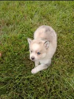 Winston , a male Pomsky for sale in Coldwater, MI – 3 of 3