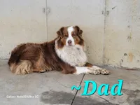 Chyanne red tri, a female Australian Shepherd for sale in Coldwater, MI – Photo 5 of 5