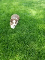 Chyanne red tri, a female Australian Shepherd for sale in Coldwater, MI – Photo 3 of 5