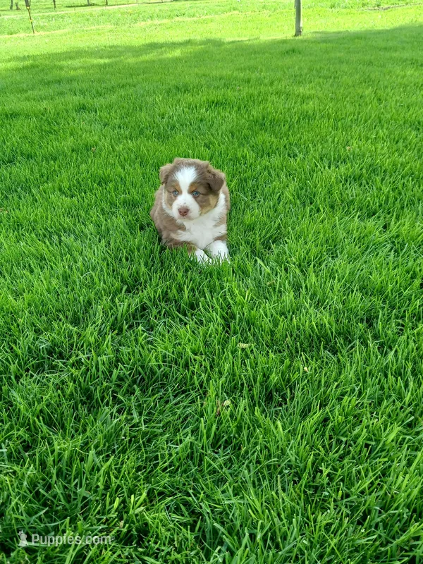 Chyanne red tri, a female Australian Shepherd for sale in Coldwater, MI – Photo 1 of 5