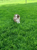 Chyanne red tri, a female Australian Shepherd for sale in Coldwater, MI – Photo 1 of 5