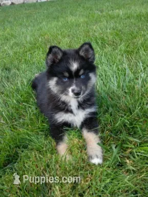 Bailey  – Pomsky puppy for sale in Coldwater, MI