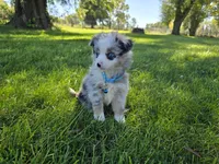 Harper, a male Toy Australian Shepherd for sale in Coldwater, MI – 2 of 7