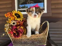 Ava, a female Toy Australian Shepherd for sale in Coldwater, MI – 2 of 4