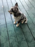 Waylon , a male Pomsky for sale in Coldwater, MI – 4 of 4