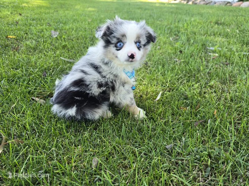 Harper – Toy Australian Shepherd puppy for sale in Coldwater, MI