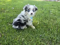 Harper, a male Toy Australian Shepherd for sale in Coldwater, MI – 6 of 7