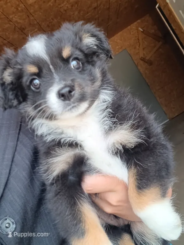 Black tri male – Toy Australian Shepherd puppy for sale in Coldwater, MI