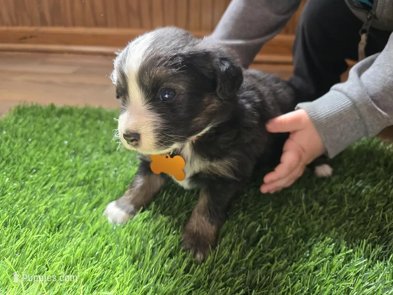 Black tri  – Toy Australian Shepherd puppy for sale in Coldwater, MI