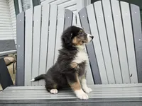 TREVER , a male Australian Shepherd for sale in Coldwater, MI – Photo 2 of 4