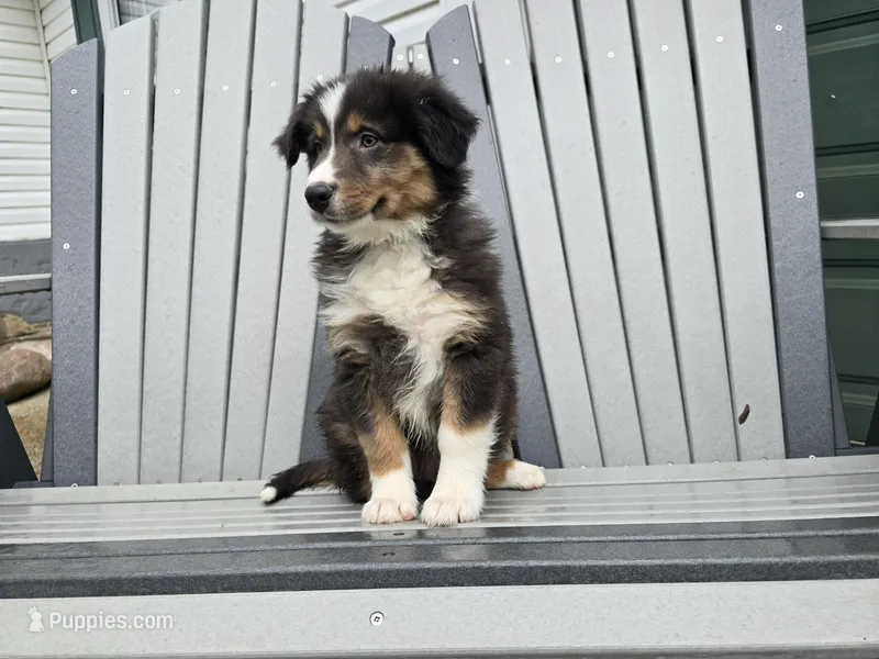 TREVER  – Australian Shepherd puppy for sale in Coldwater, MI