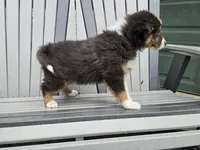 TREVER , a male Australian Shepherd for sale in Coldwater, MI – Photo 4 of 4