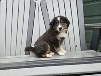 TREVER , a male Australian Shepherd for sale in Coldwater, MI – Photo 3 of 4