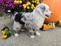 Cash, a male Toy Australian Shepherd for sale in Coldwater, MI – Photo 3 of 6