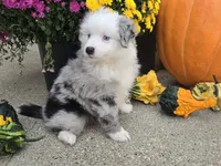 Cash, a male Toy Australian Shepherd for sale in Coldwater, MI – Photo 1 of 6