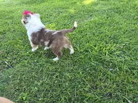 Ava, a female Toy Australian Shepherd for sale in Coldwater, MI – 4 of 4