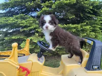 Red tri, a male Toy Australian Shepherd for sale in Coldwater, MI – 1 of 5
