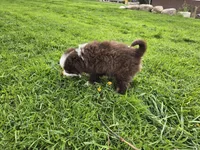Red tri, a male Toy Australian Shepherd for sale in Coldwater, MI – 4 of 5