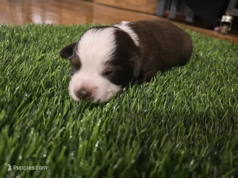 Red tri – Toy Australian Shepherd puppy for sale in Coldwater, MI