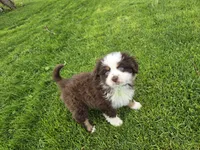 Red tri, a male Toy Australian Shepherd for sale in Coldwater, MI – 2 of 5