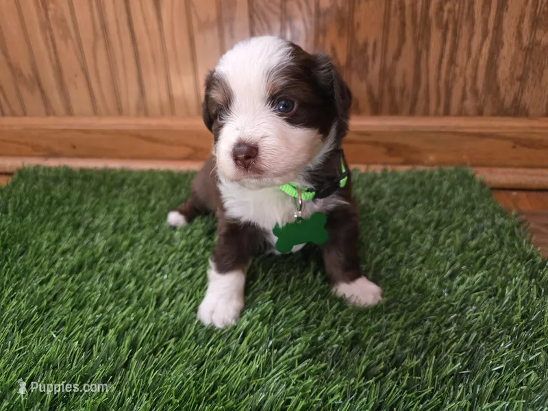 Red tri – Toy Australian Shepherd puppy for sale in Coldwater, MI