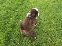 Red tri, a male Toy Australian Shepherd for sale in Coldwater, MI – 3 of 5