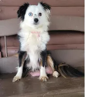 Red tri, a male Toy Australian Shepherd for sale in Coldwater, MI – 5 of 5
