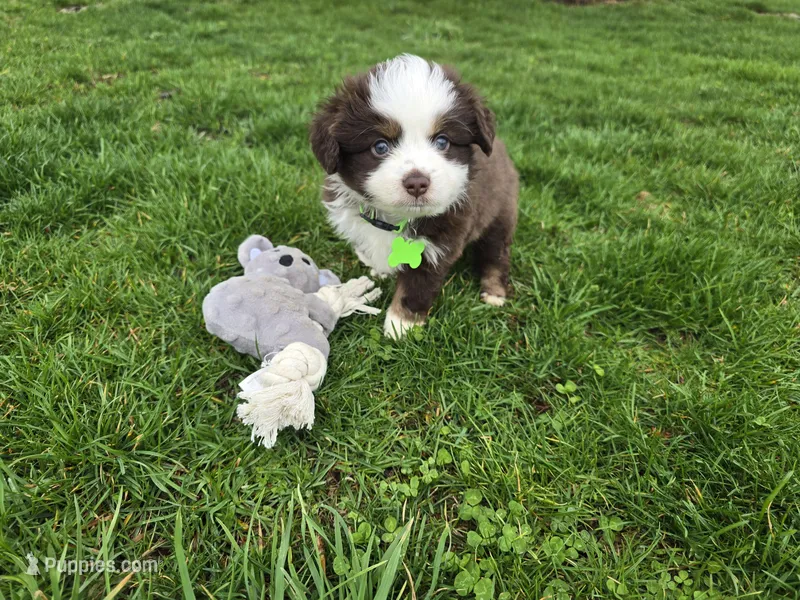Red tri – Toy Australian Shepherd puppy for sale in Coldwater, MI