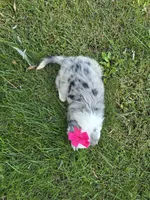 Maria, a female Toy Australian Shepherd for sale in Coldwater, MI – 4 of 9