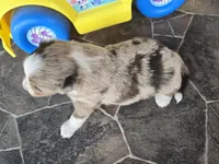 Red merle male, a male Toy Australian Shepherd for sale in Coldwater, MI – 3 of 4