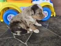 Red merle male, a male Toy Australian Shepherd for sale in Coldwater, MI – 2 of 4
