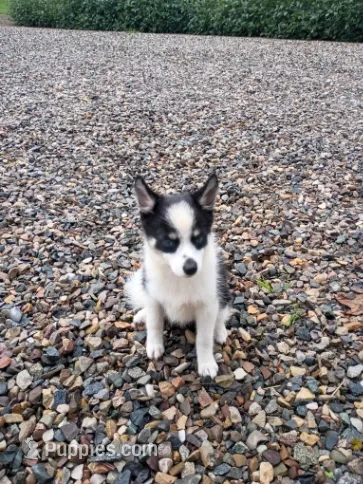 Bella – Pomsky puppy for sale in Coldwater, MI