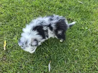 Harper, a male Toy Australian Shepherd for sale in Coldwater, MI – 4 of 7