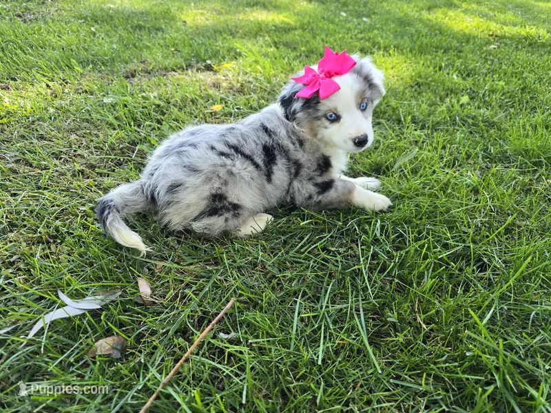 Maria – Toy Australian Shepherd puppy for sale in Coldwater, MI