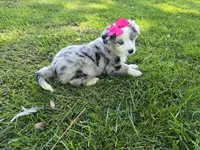 Maria, a female Toy Australian Shepherd for sale in Coldwater, MI – 1 of 9