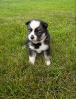 Wanda, a female Pomsky for sale in Coldwater, MI – 2 of 3