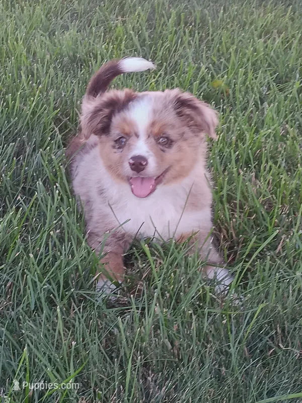 Red merle male – Toy Australian Shepherd puppy for sale in Coldwater, MI