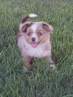 Red merle male, a male Toy Australian Shepherd for sale in Coldwater, MI – 1 of 3