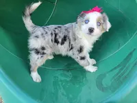 Maria, a female Toy Australian Shepherd for sale in Coldwater, MI – 3 of 9