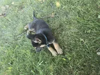 Prince, a male German Shepherd Dog for sale in Coldwater, MI – 4 of 5